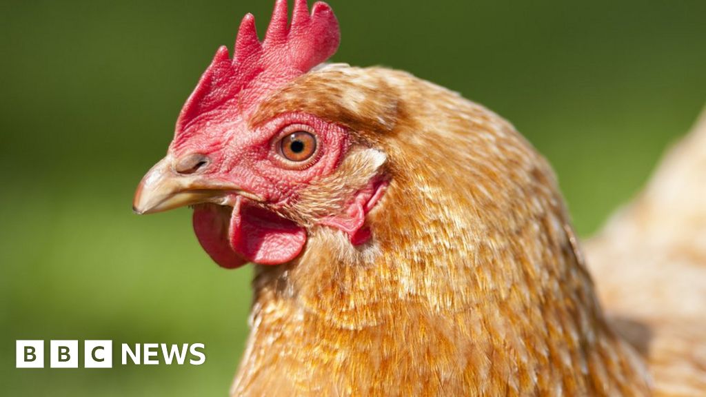 Avian Flu Confirmed At 10th Lincolnshire Site Bbc News