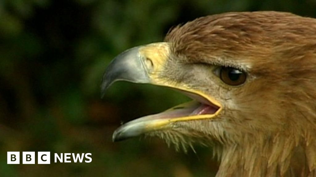 Buzzard attack was 'like being hit by a rock' BBC News