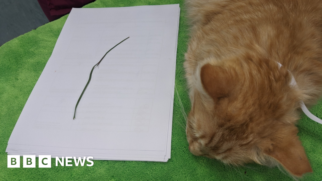 Vets pull 'huge' blade of grass from Nottingham cat's nose