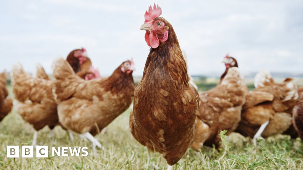 Free-range eggs return as hens are allowed back outside
