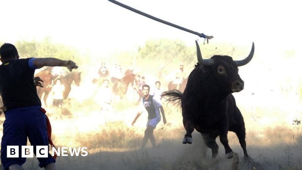 Spanish Battle Over Toro De La Vega Bullfighting Tradition Bbc News