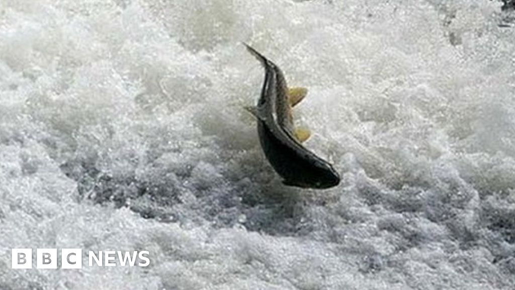 Salmon and sea trout 'could disappear' from Welsh rivers - BBC News