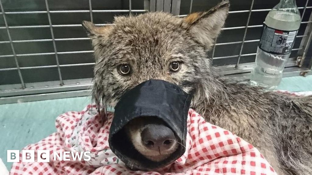 Estonians rescue wild wolf from ice thinking it was a dog
