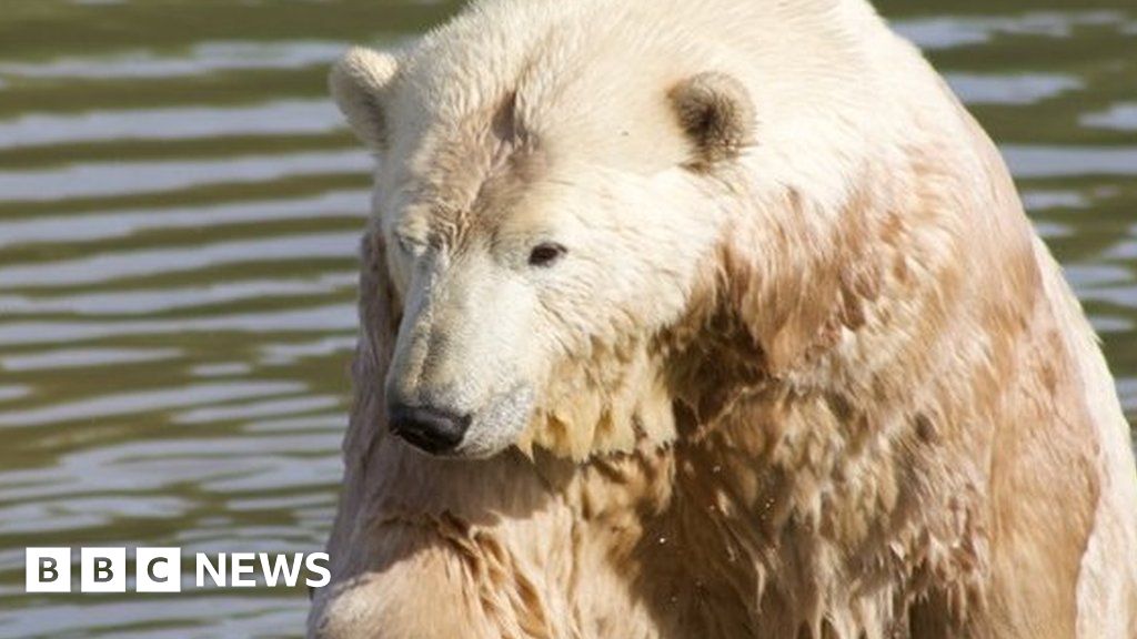 The polar bear was taken to Jimmy Doherty’s zoo in Suffolk