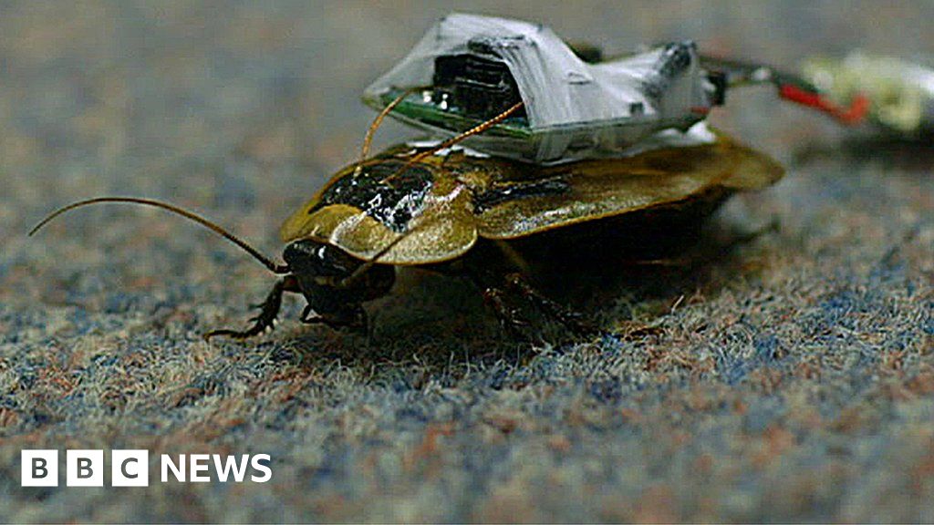 Could cockroaches help in nuclear disasters? BBC News