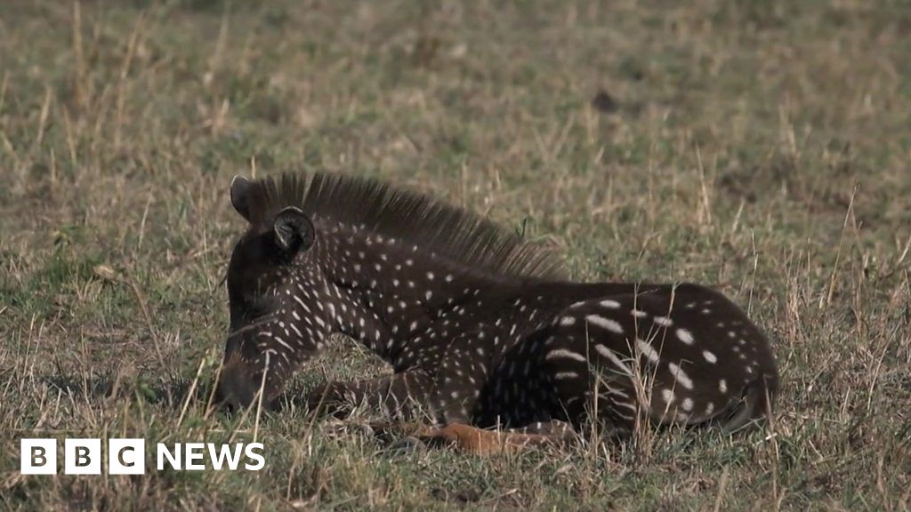 Spotty zebra in Kenya's Masai Mara reserve