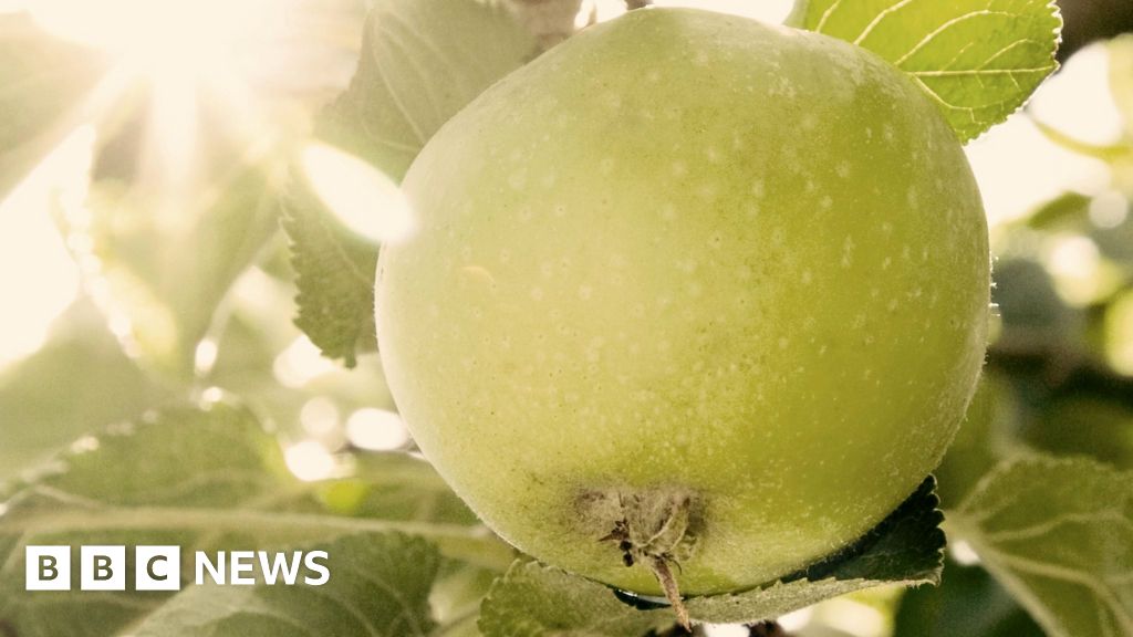 Australia's iconic gift to the world: The Granny Smith green apple - The  Economic Times