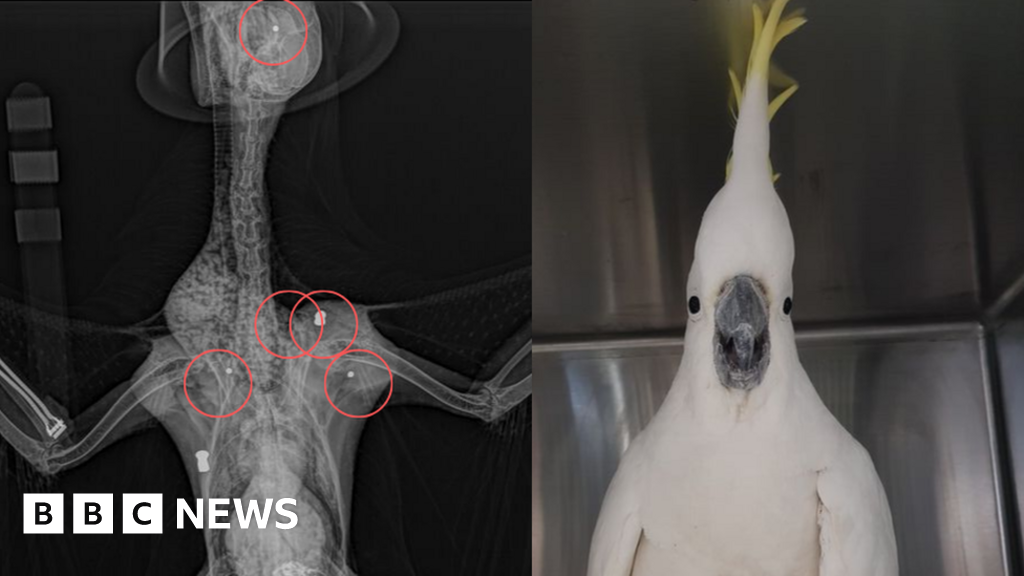 Mr Cocky The Cockatoo Survives Being Shot Fives Times In Australia Bbc News