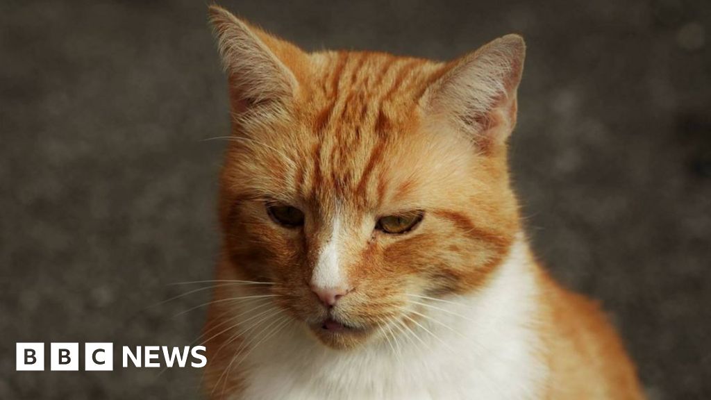 Meet Garfi, The World's Angriest Cat