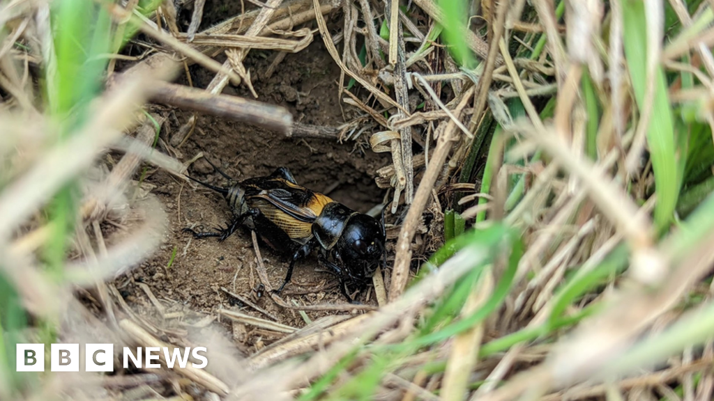 Field cricket introduction experiment in Cornish meadow