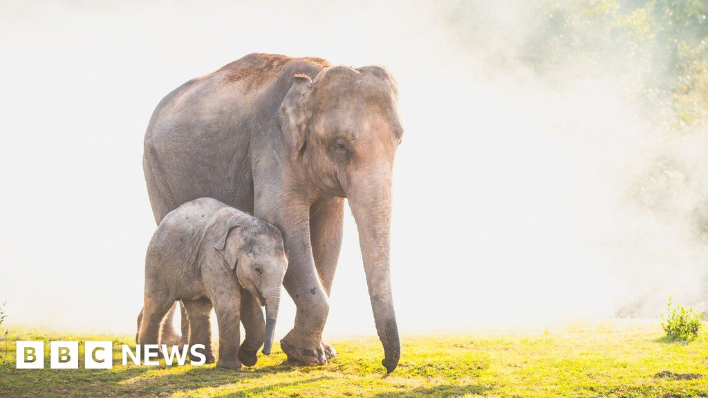 Thailand: Elephants on 'great migration' to survive coronavirus starvation