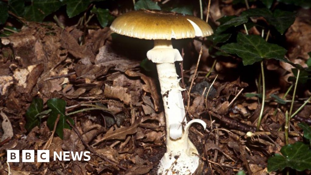 Suspected mushroom poisoning: Erin Patterson faces Australian court on murder charges