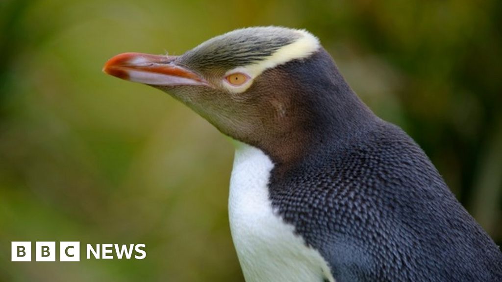 Bird of the Year: Rare anti-social penguin wins New Zealand poll - BBC News
