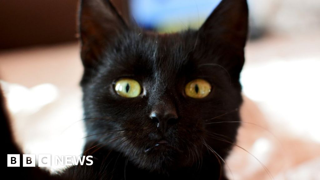 Black Cats Shunned For Purr Fect Selfies Bbc News,Light Switch Height Uk