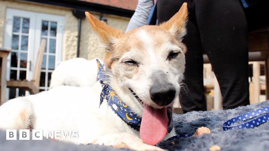 Dog hospice Where dying canines 'fulfil bucket list' BBC News