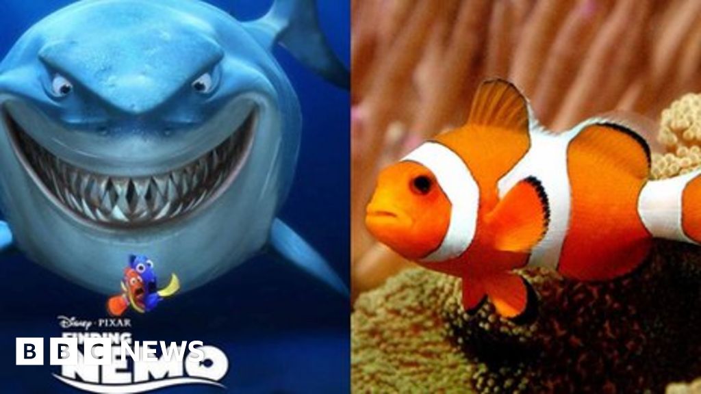 Scientist 'disproves' Finding Nemo plot line - BBC News