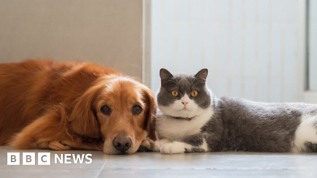 French couple with 159 cats banned from having pets