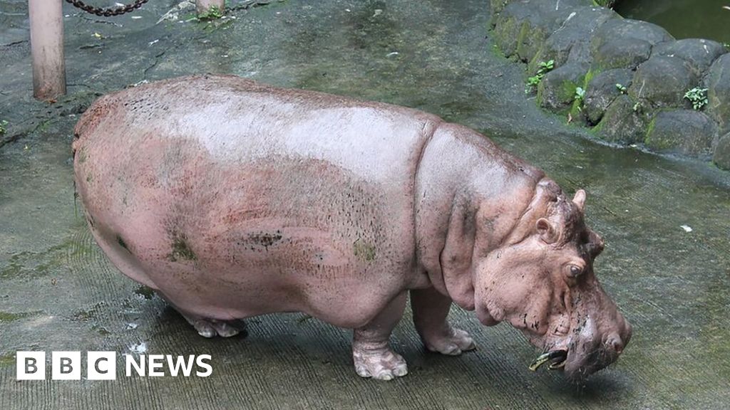 Bertha, the world's 'oldest' hippo, dies at 65 BBC News