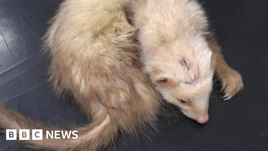 Ferret dumped in bin in 'horrific abuse' BBC News