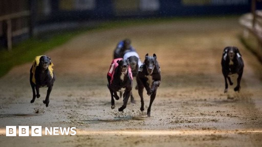 Greyhound found dead with ear cut off in Lancaster BBC News
