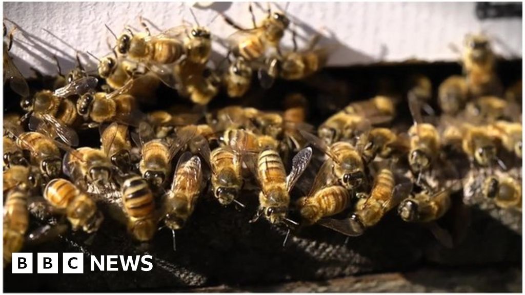 Buzzing with Concern: The Urgent Need for Australian Bee Conservation