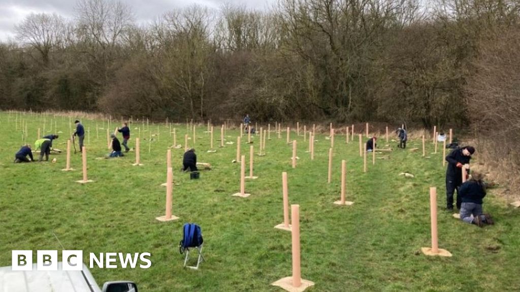 Swindon volunteers needed to help plant 10,000 trees BBC News