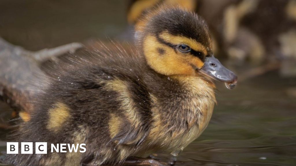 Dorset's Big Picture: 8 April - 14 April 2024 - BBC News