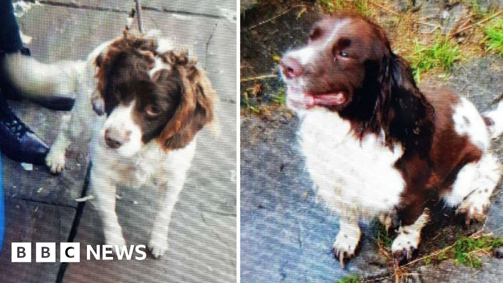 Spaniels stolen in spate of thefts in Newport - BBC News