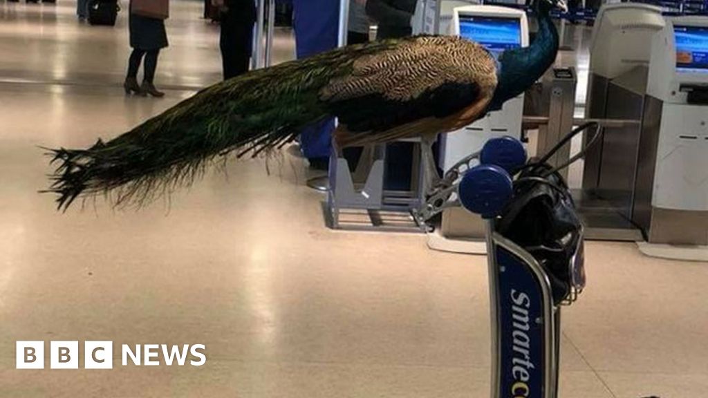Emotional Support Peacock Barred From United Airlines Plane Bbc News 