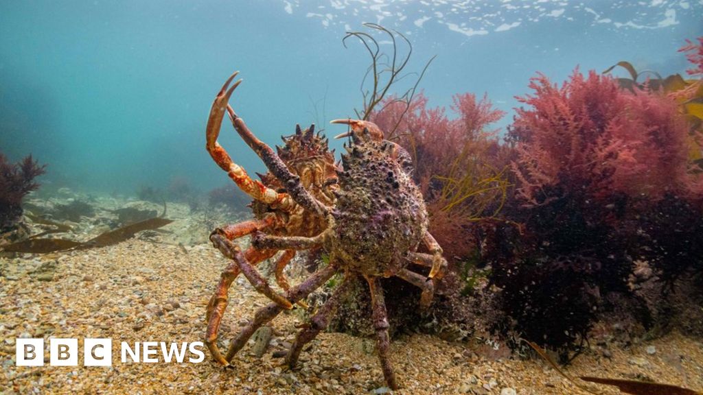 Rewilding seas: Some waters off England to get full protection