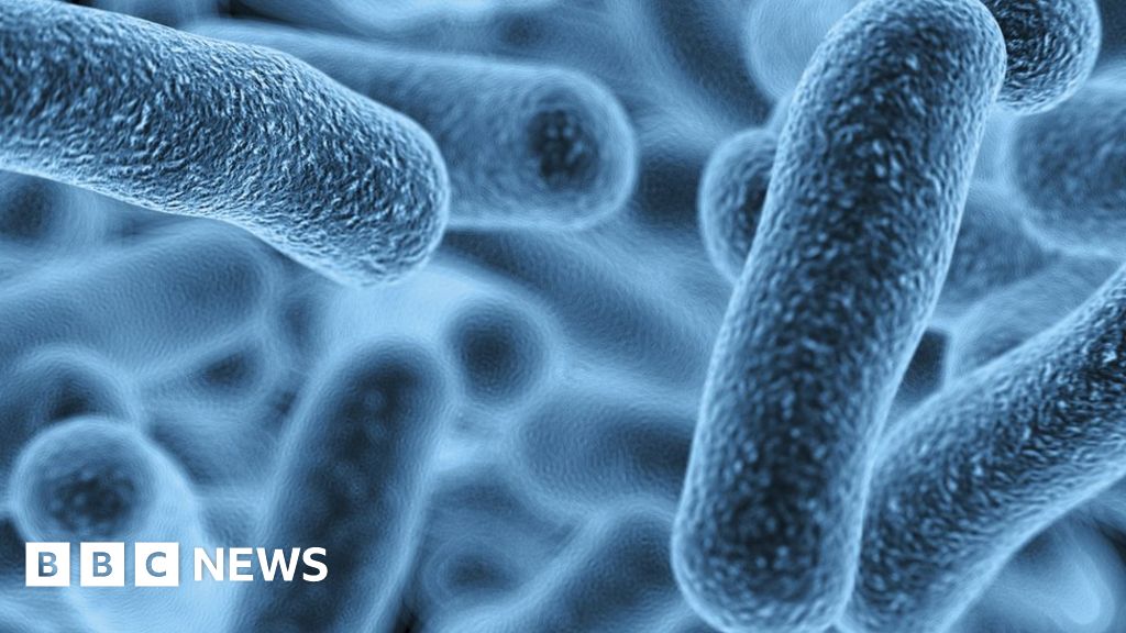 Competing bacteria in gut maintain health - study