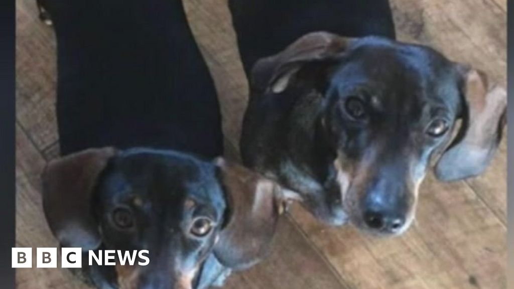 Stolen dogs: Couple offer £20k life savings for return of ...