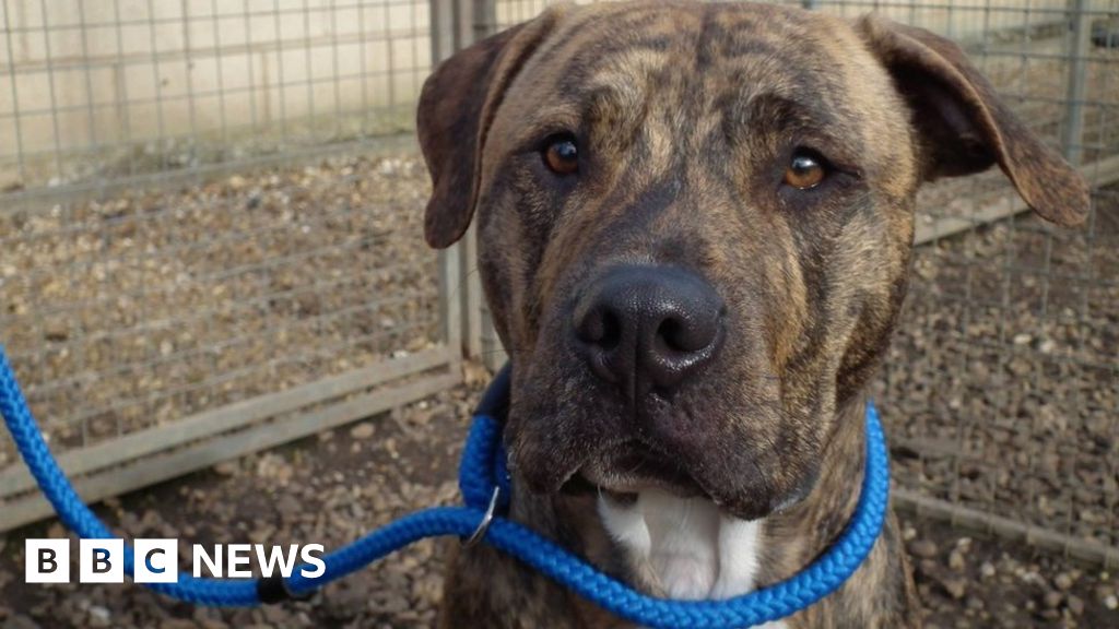 Storm Doris Bite Dog Muppet Won T Be Put Down Bbc News