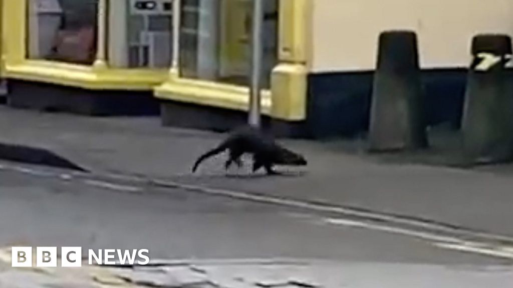 Aberystwyth: Otter spotted in Ceredigion town centre 