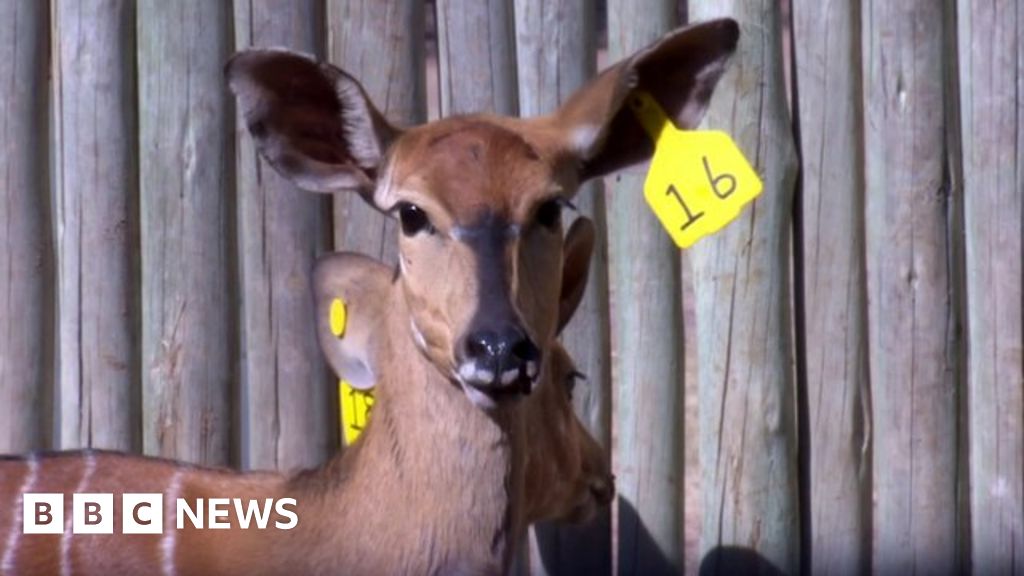 Why big game hunting is big business in South Africa BBC News
