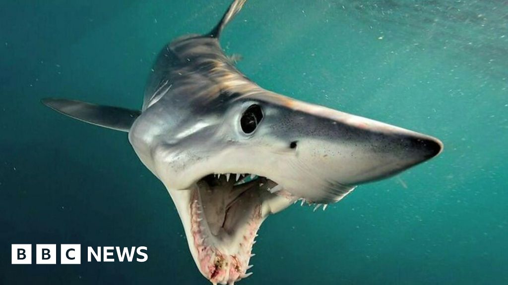 Sharks Have Been Misunderstood For Centuries Bbc News