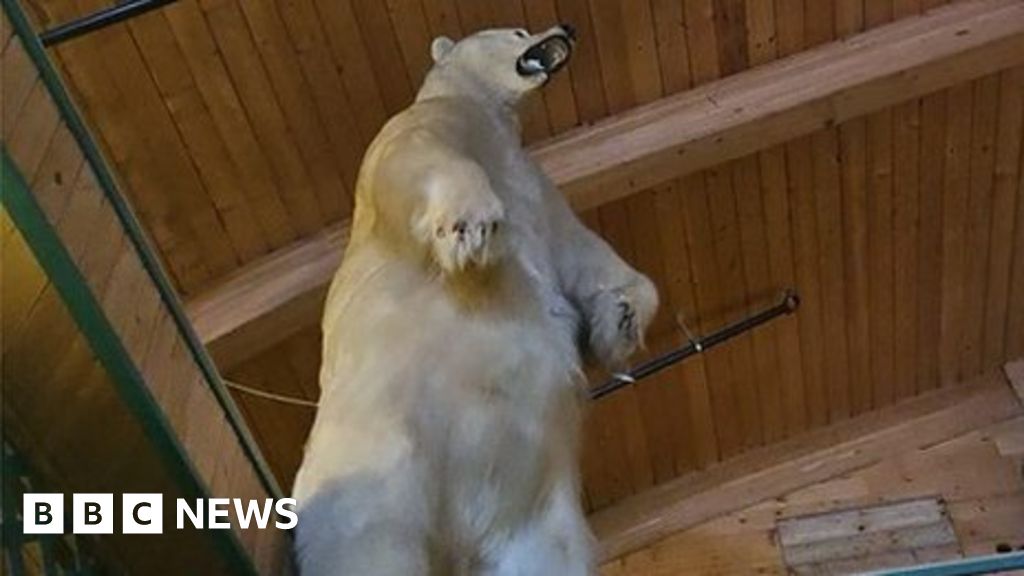Масивна препарирана полярна мечка, открадната при странен канадски обир