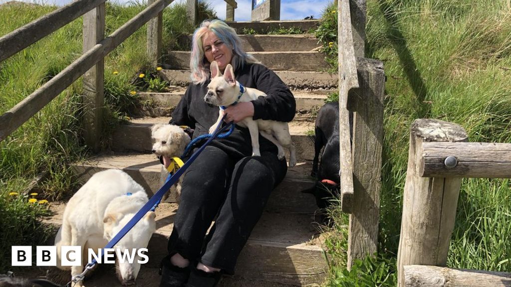 Disabled dogs charity raising funds to create north Wales centre