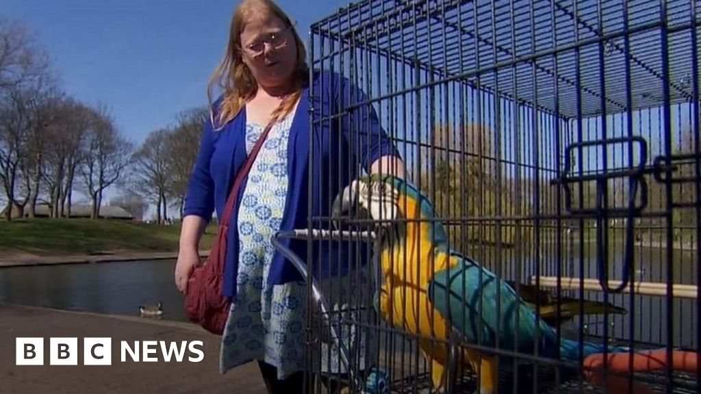 Wirral woman takes pet parrot for stroll in the park BBC News