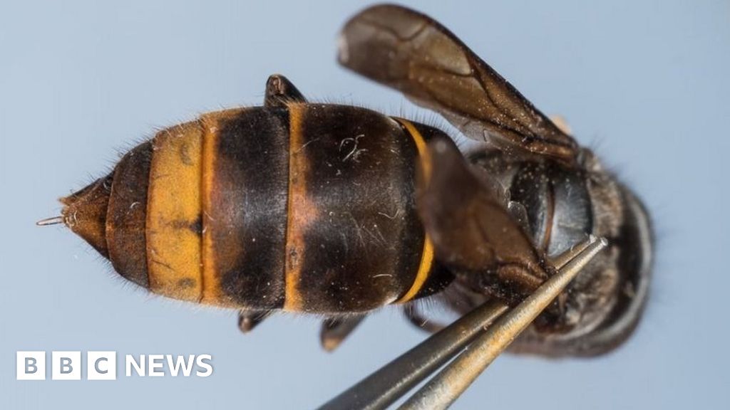 First 'killer' Hornet Found In Sark - BBC News