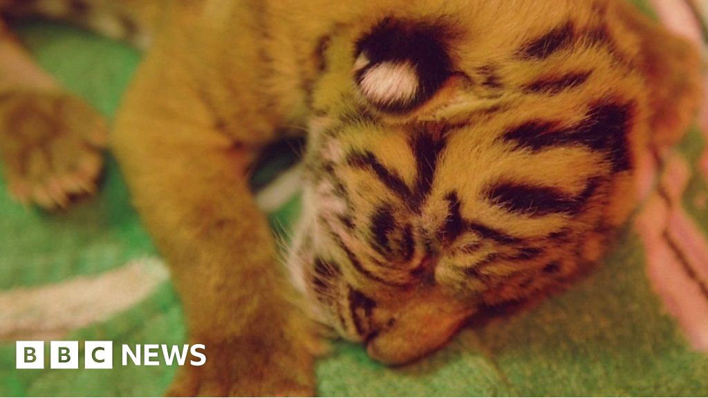 Sumatran tiger twins thriving in first public appearance at Chester Zoo -  BBC News