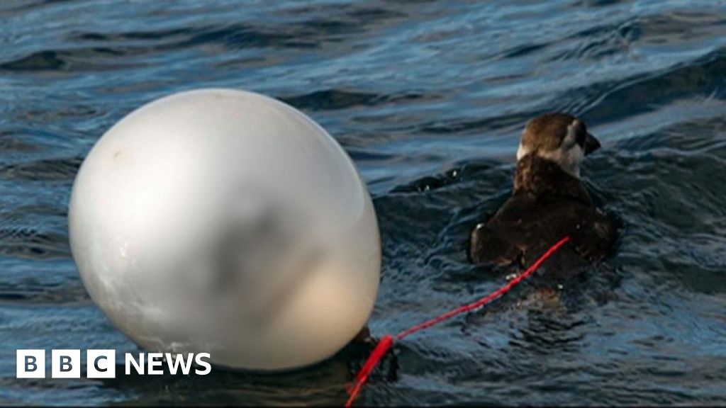 Plastic bag charge 'worked overnight' at sea says skipper BBC News
