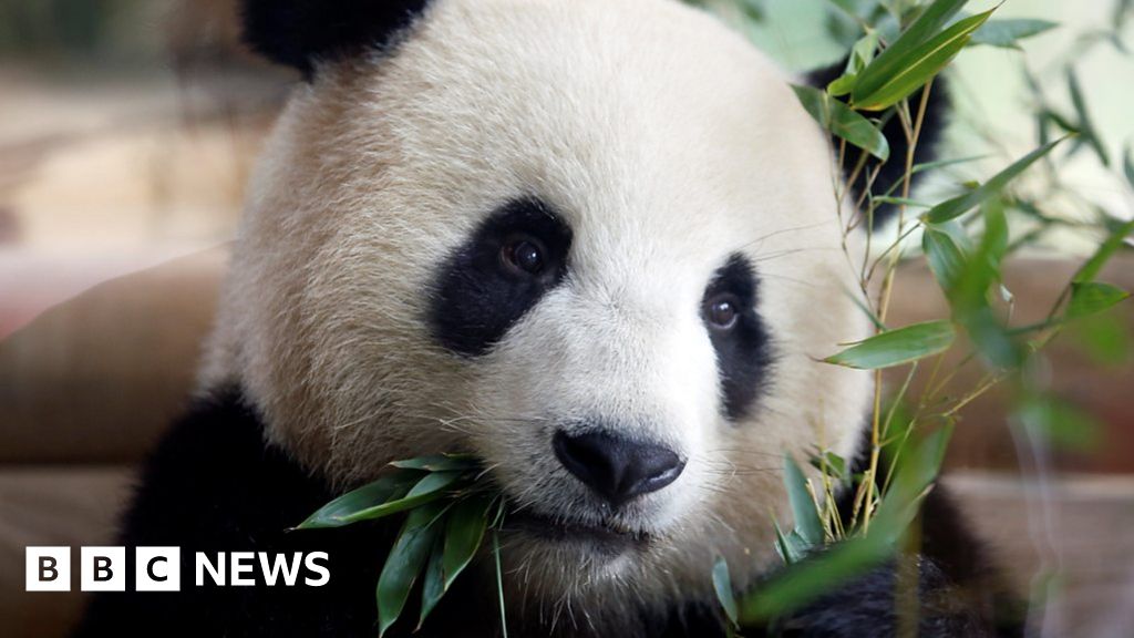 Panda diplomacy: Merkel welcomes loan from China