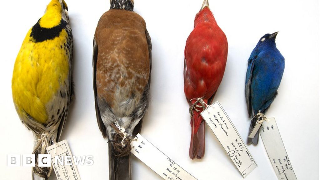 Climate change is causing birds to shrink, study says