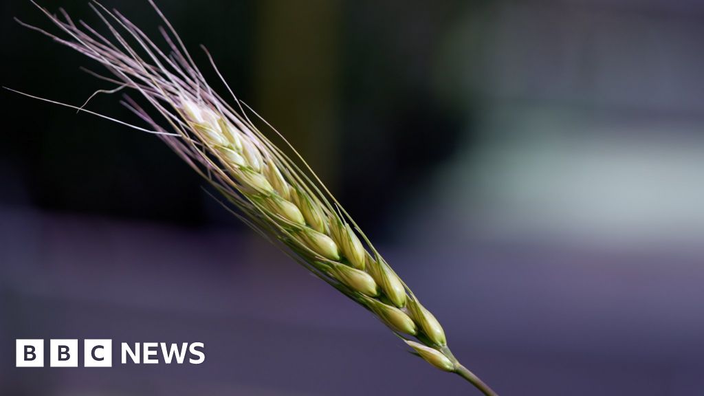 Climate change: Could centuries-old wheat help feed the planet?