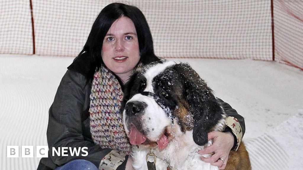 A Dying St Bernard Dog Gets A Snowy Send Off In Manchester c News A Dying St Bernard Dog Gets A Snowy Send Off In Manchester c News