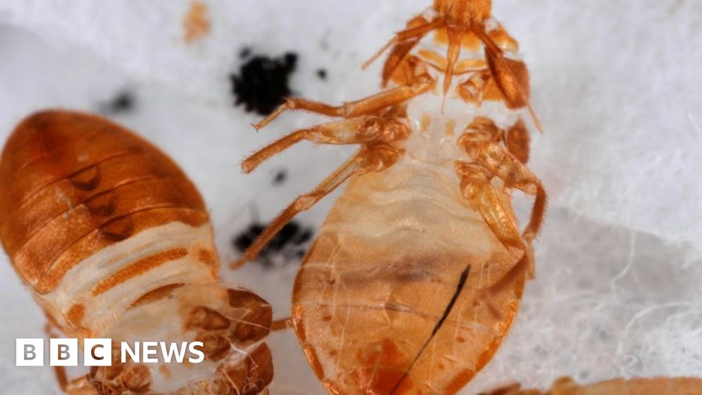 Панцирь клопа фото Bed-bug DNA scanned for vulnerabilities - BBC News