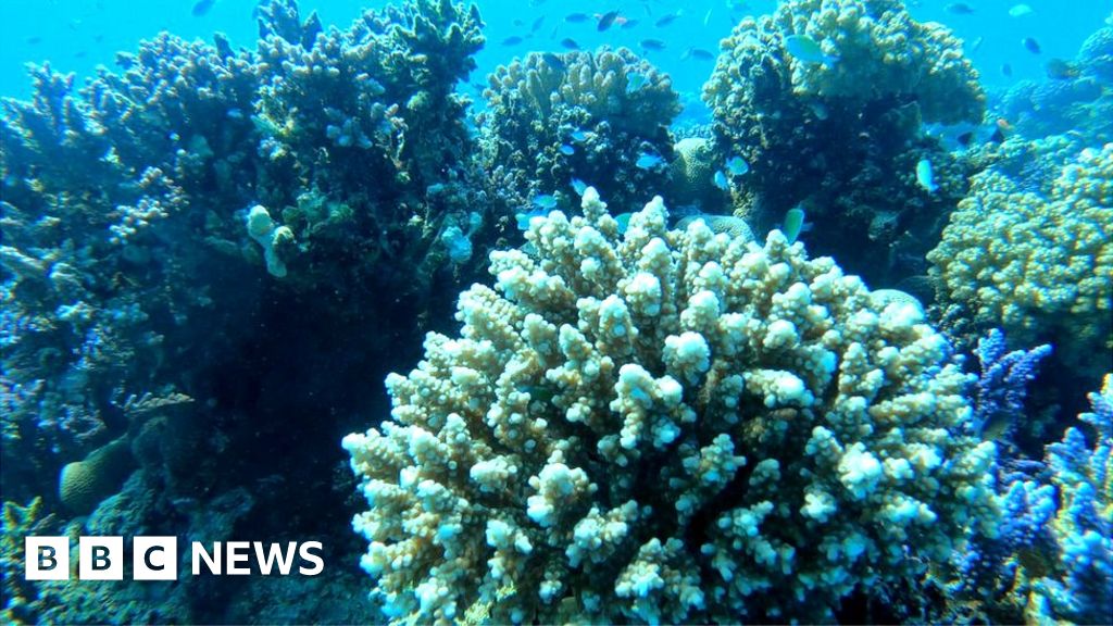 COP27: Oil pollution in Egypt threatens one of world’s few thriving coral reefs