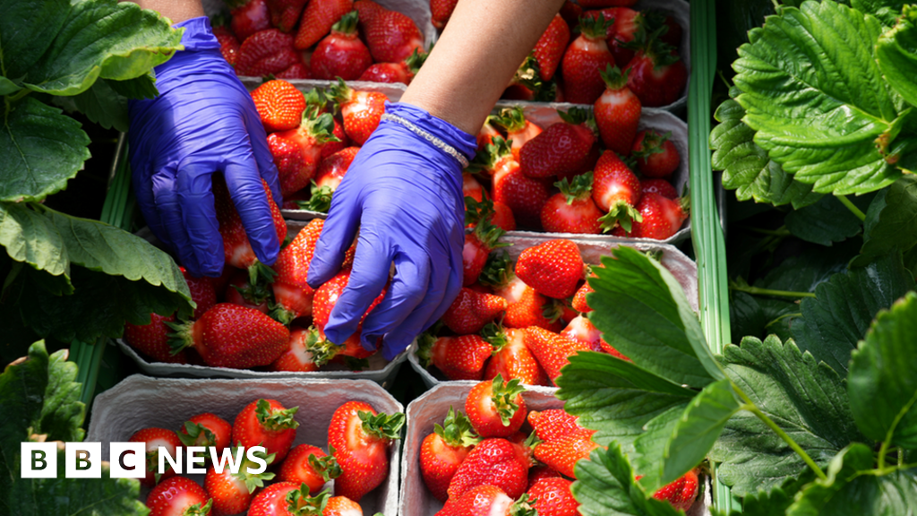 UK labour shortage: 'It used to be easy to get fruit pickers'