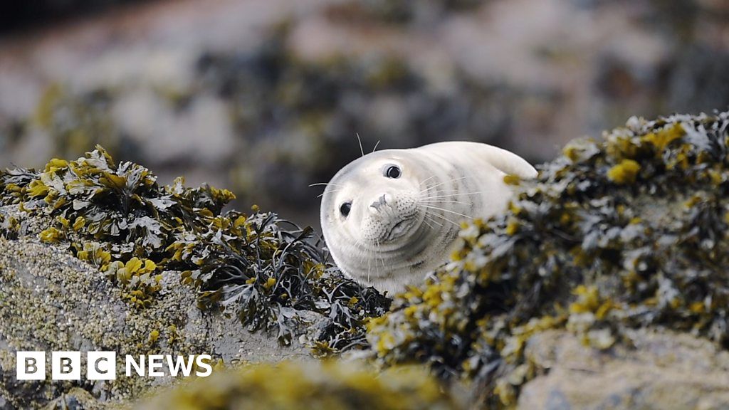 Ceredigion: Seal pups dying after being disturbed for selfies